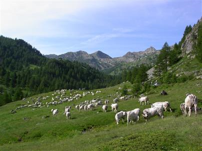 Avviso di asta pubblica per l'affitto delle alpi pascolive comunali per la durata di anni due (2026-2027)_SCADENZA PRESENTAZIONE DOMANDE ORE 11:00 DEL 11.05.2026

